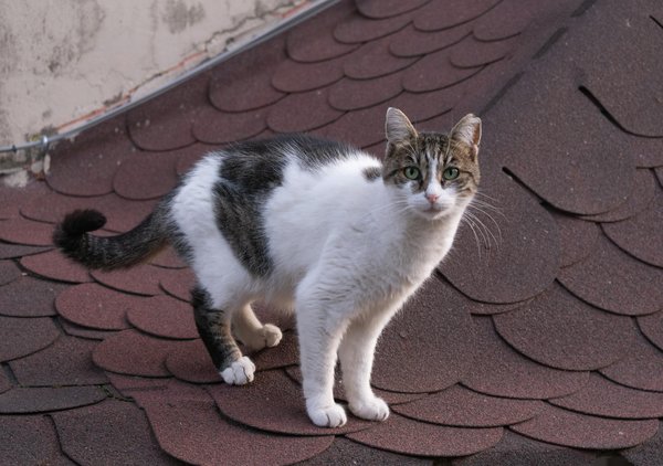 Boost your uk credit score: tips for securing the best mortgage rates for future homeowners